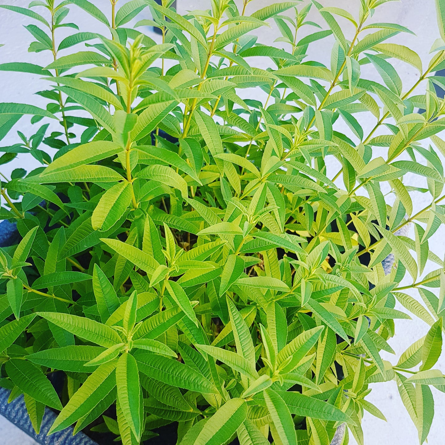 Adoucissant Verveine BIO 2L
